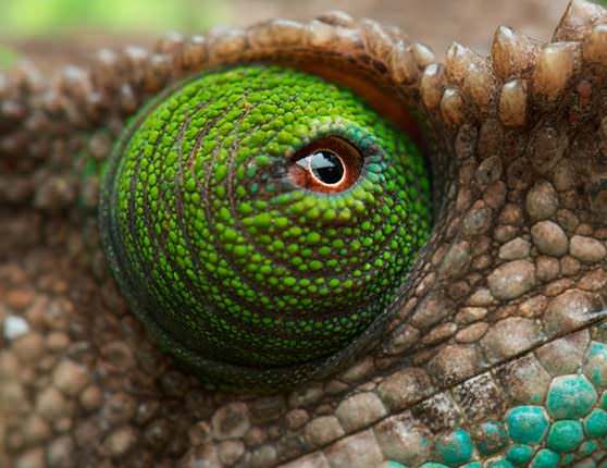 Удивительные глаза хамелеона 