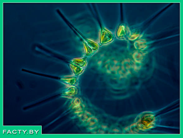 Фитопланктон интересные факты