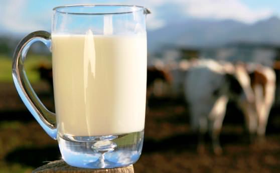 Корова дает вкусное и питательное молоко 