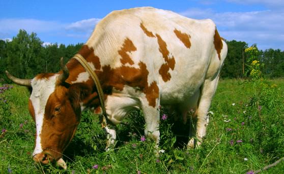 Корова ест траву на поле 