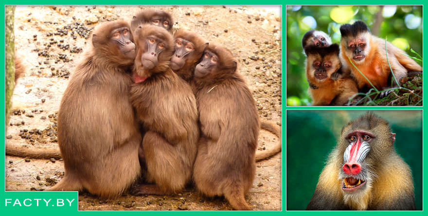 Интересные факты о обезьянах