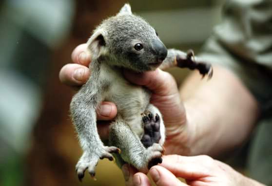 Только родившийся коал