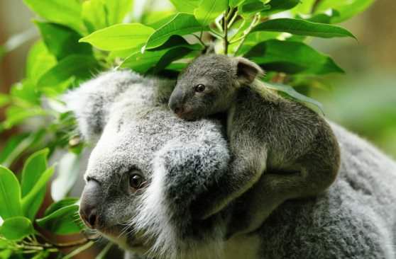 Самка и маленький коалы