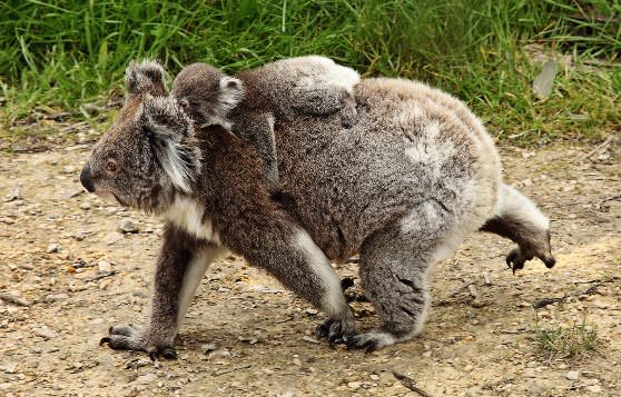 Самка коала несет детеныша на спине 