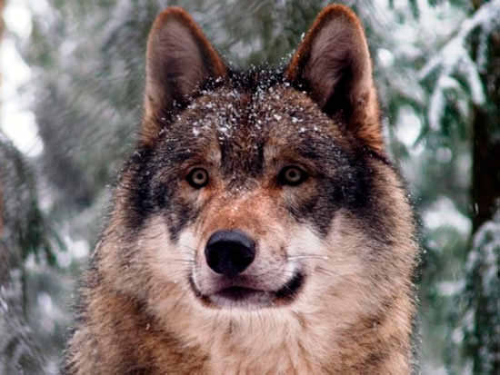 Красивый грациозный волк