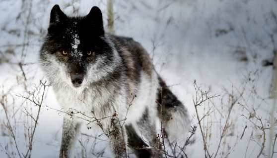 волк опасный хищник 