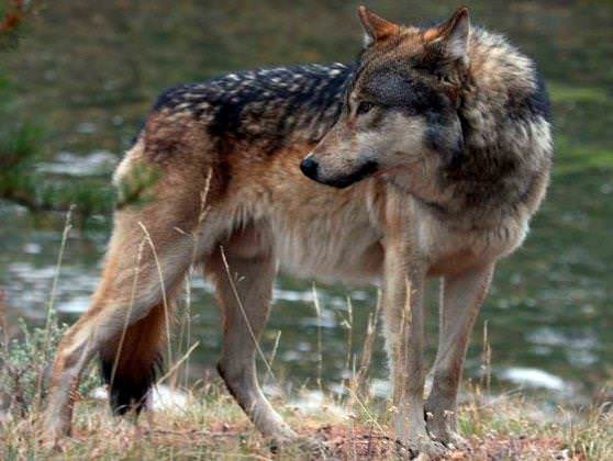 волк на охоте 