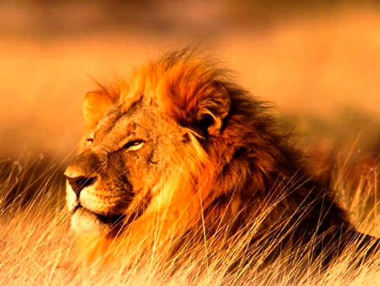 Грациозный царь зверей лев