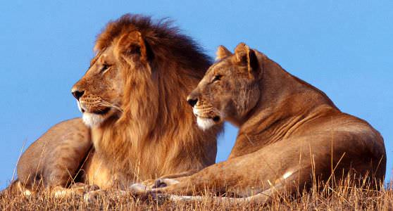 Лев и львица 