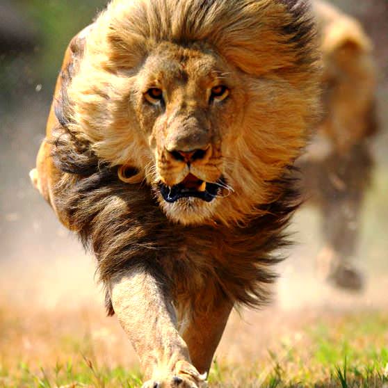 Лев бежит за дичью 