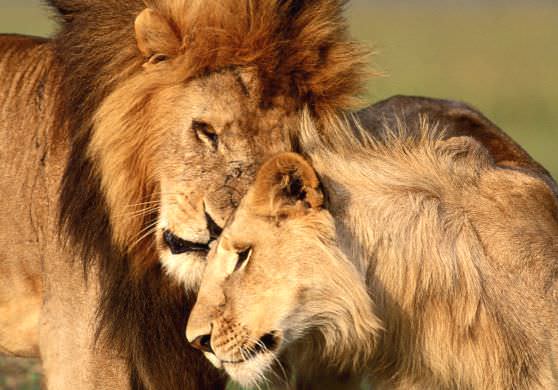 Лев любит свою самку львицу 