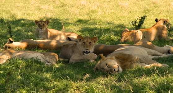 Сытые львы отдыхают после охоты 