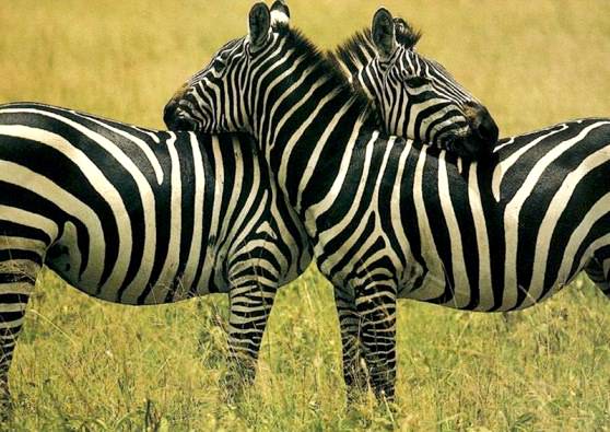 Зебра - очень чистоплотное животное