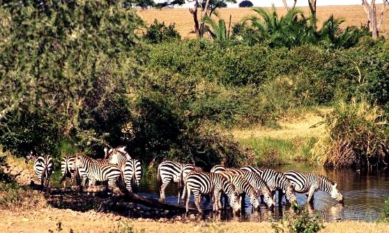 Большая семья полосатых зебр 