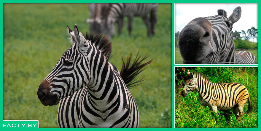 Интересные факты о зебрах