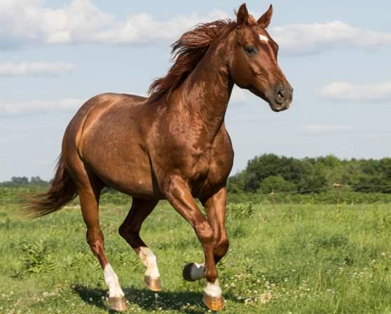 Американская верховая лошадь Квартал. «Quarterhorse»