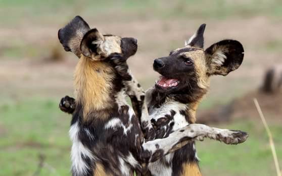 Гиеновые собаки «Lycaon pictus» и собаки «Cape Hunting Dog»
