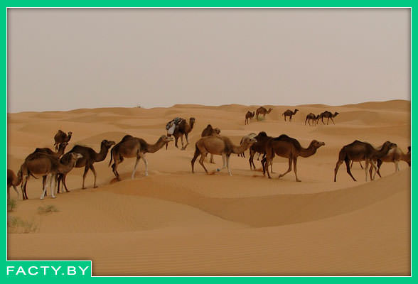 Верблюды бродят по пустыне в поисках пищи