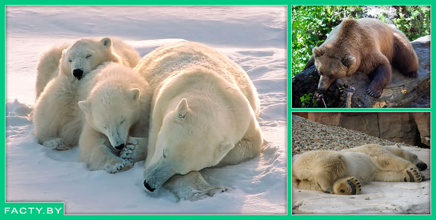 Интересные факты о медвежьей спячке