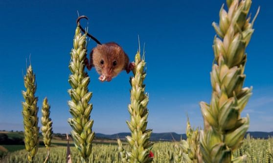 Мышь висит между колосьев пшеницы