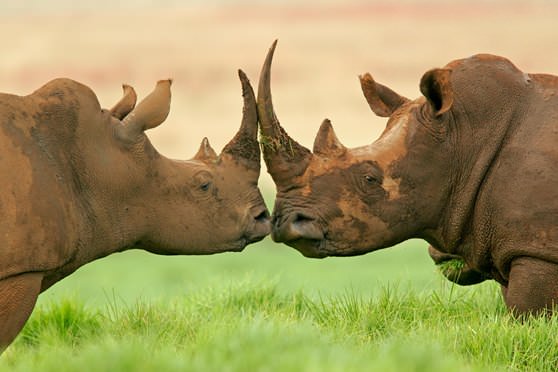 Носороги с большими рогами