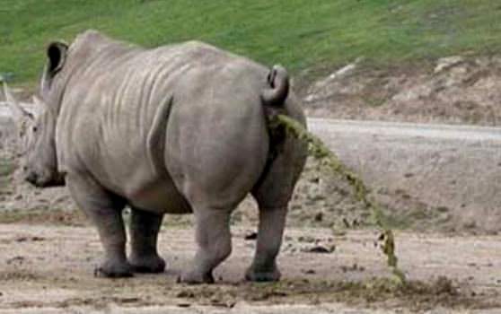 Носорог испражняет навоз