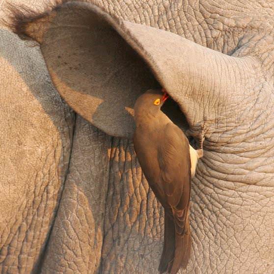 Птица клюёт клещей в ухе носорога