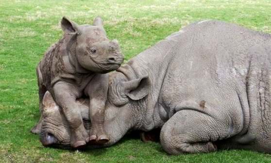 Мама носорог и малыш