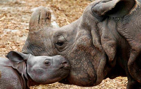 Маленький и большой носорог