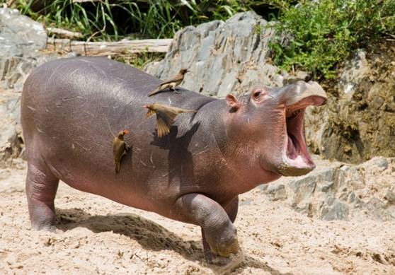 Носорог раскрыл широкую пасть 