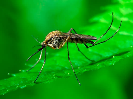 Комар поджидает свою жертву сидя на листве 