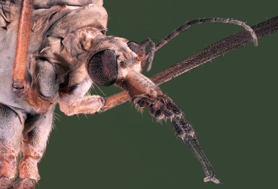 Увеличенное изображение хобота комара