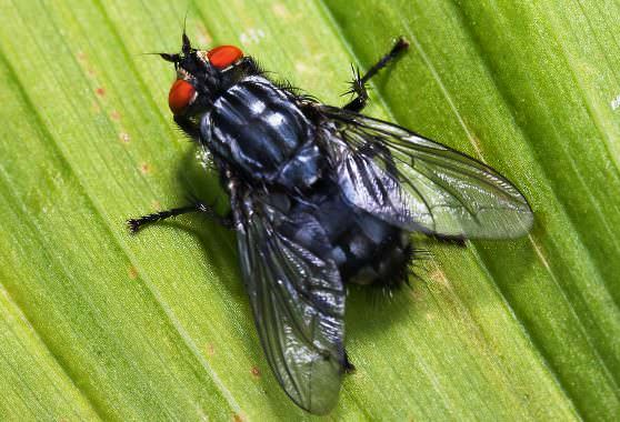 Черная муха - одна из разновидностей 