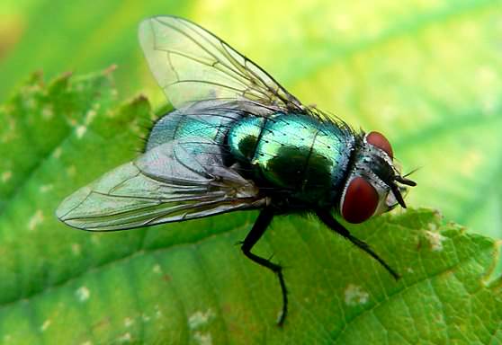 Зеленая муха 