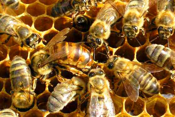 Пчелы трутни вокруг самки в улье