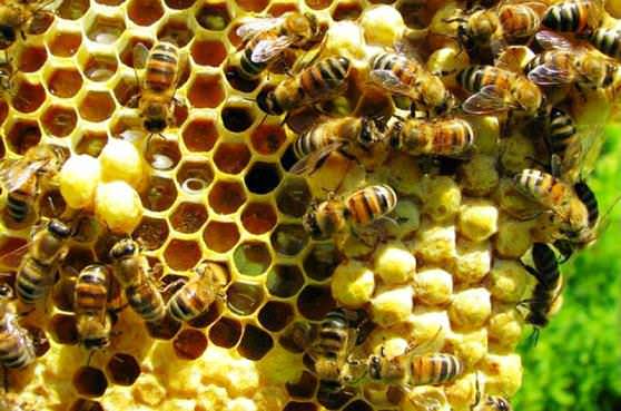 Пчелы работяги в сотах 