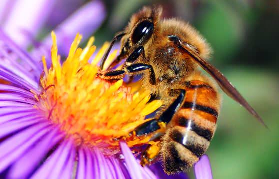 Пчела собирает нектар с цветка 
