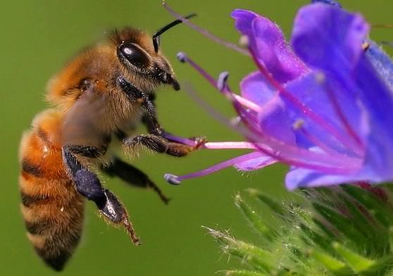 Пчела поедает нектар с цветка