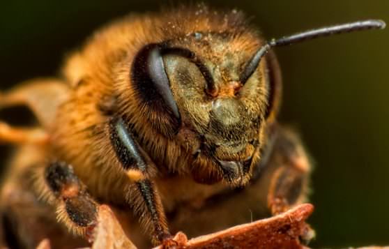 Голодная пчела 