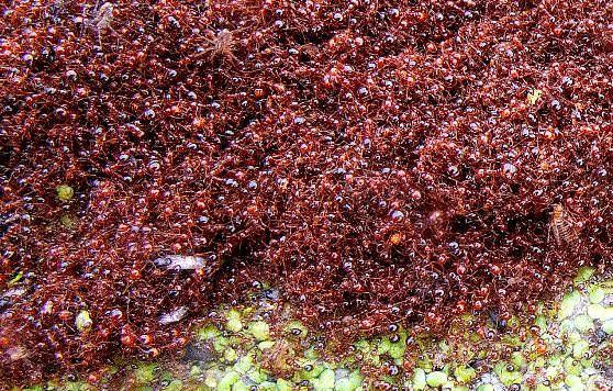 муравьи строят муравейник