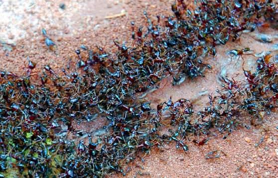 бродячие муравьи 