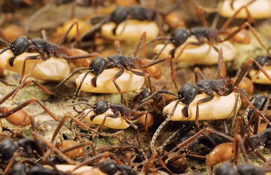 муравьиные личинки 