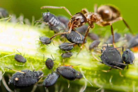 муравьи и тля 