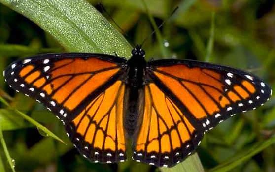 Красивая бабочка монарх живет всего одни сутки