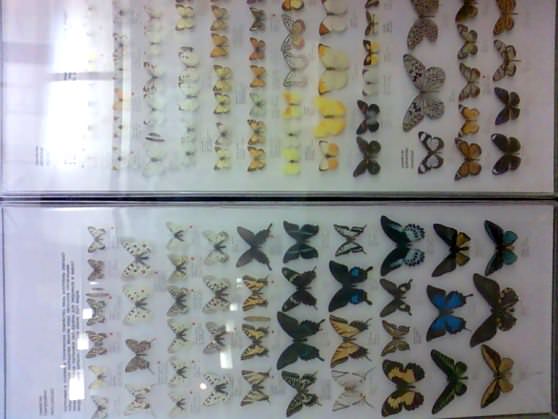 Коллекционирование бабочек