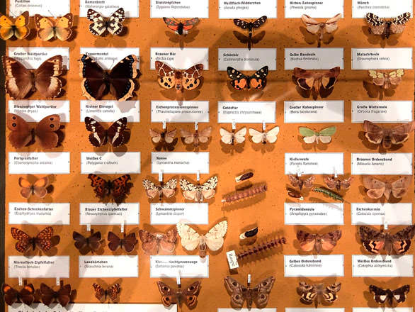 Большая коллекция бабочек