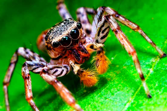 большой паук с огромными глазами 