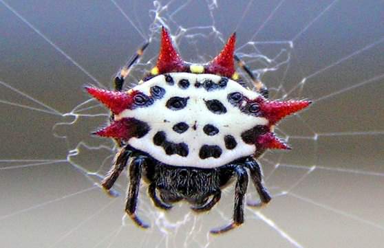 Вид странного паука 