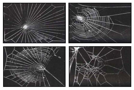 Странные сети пауков 