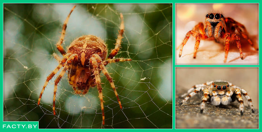 Интересные факты о пауках